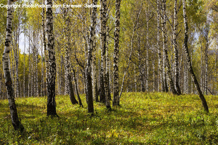 Birch, Tree, Wood, Forest, Vegetation, Grove, Land