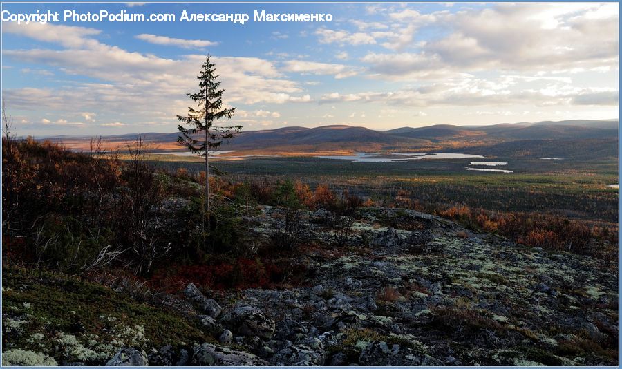 Conifer, Fir, Plant, Tree, Outdoors, Plateau, Landscape