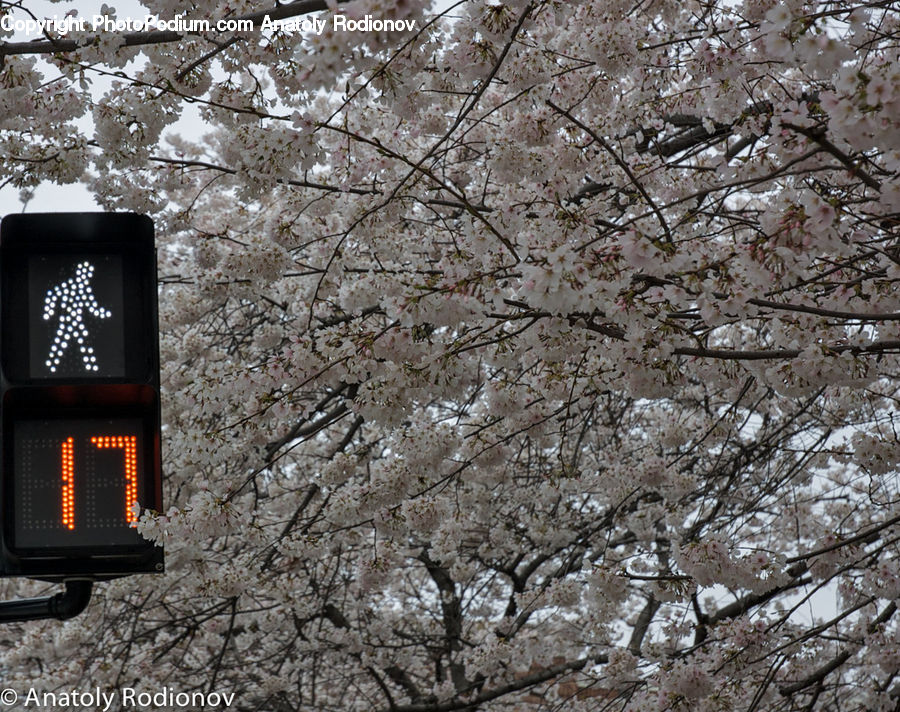 Blossom, Cherry Blossom, Flower, Flora, Plant, Architecture, Bell Tower