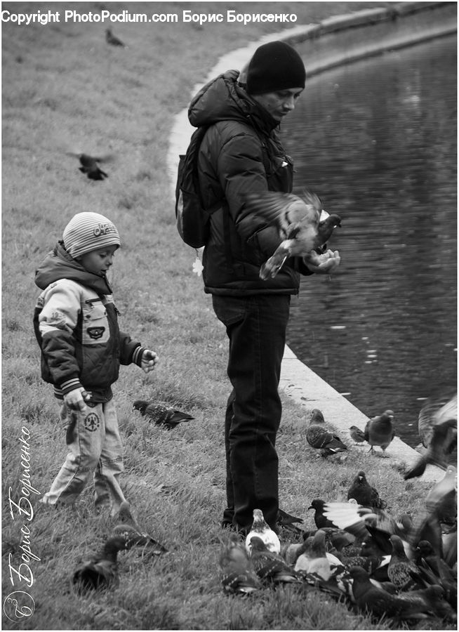 People, Person, Human, Bird, Pigeon, Dove, Photographer