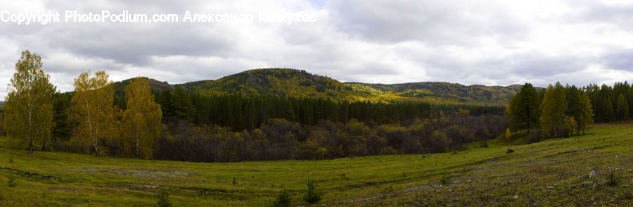 Field, Grass, Grassland, Land, Outdoors, Conifer, Fir