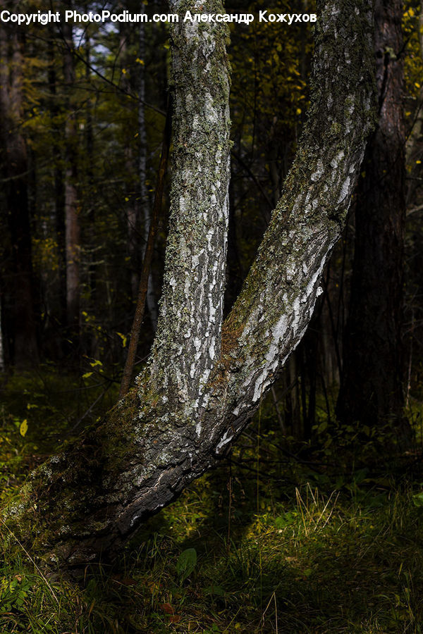 Forest, Vegetation, Jungle, Rainforest, Field, Grass, Grassland