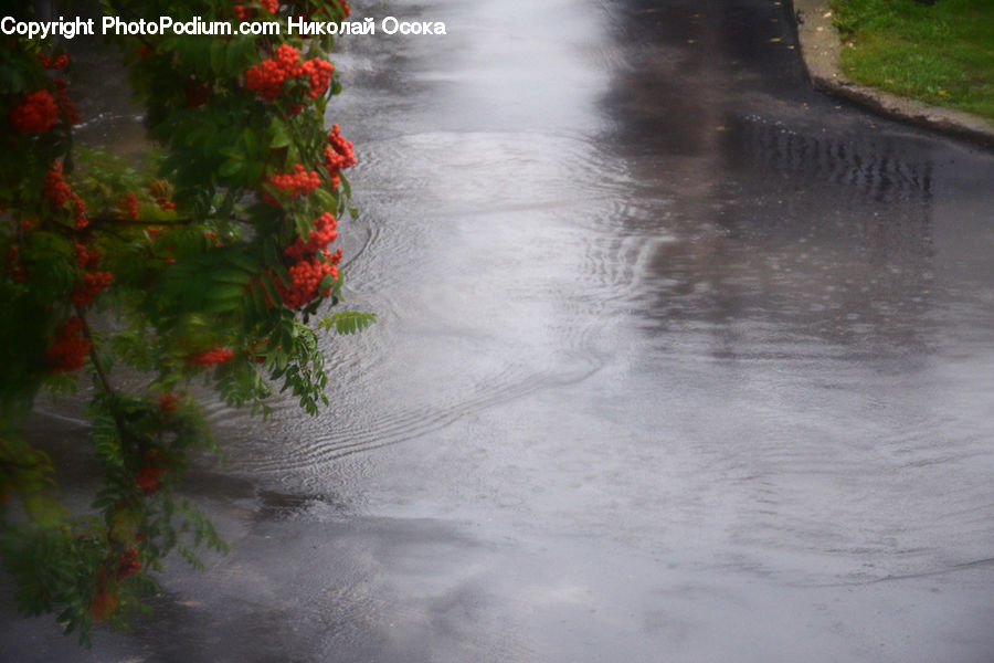 Plant, Potted Plant, Flood, Conifer, Tree, Wood, Yew