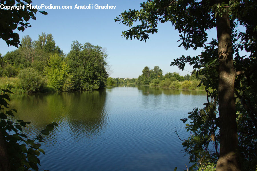 Outdoors, Pond, Water, Ripple, Lake, Conifer, Fir