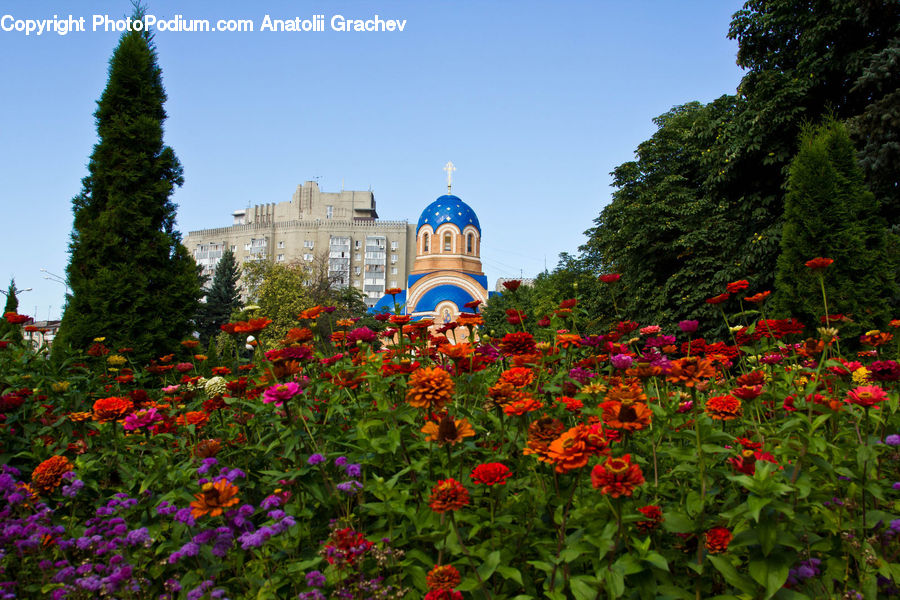 Architecture, Cathedral, Church, Worship, Garden, Blossom, Flora