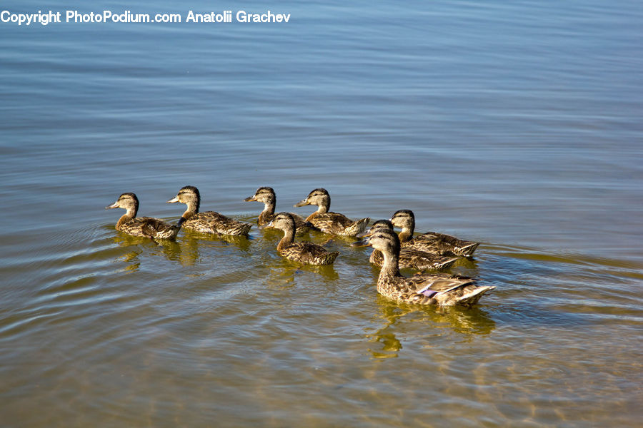 Bird, Waterfowl, Duck, Teal, Mallard, Goose, Black Swan