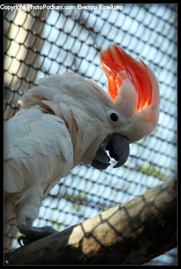 Bird, Cockatoo, Parrot