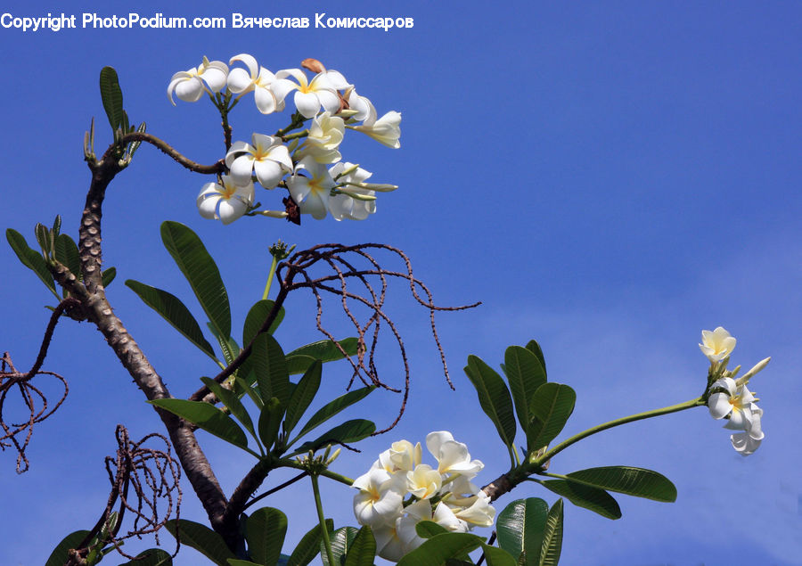 Blossom, Flora, Flower, Plant, Cactus, Lily, Bird