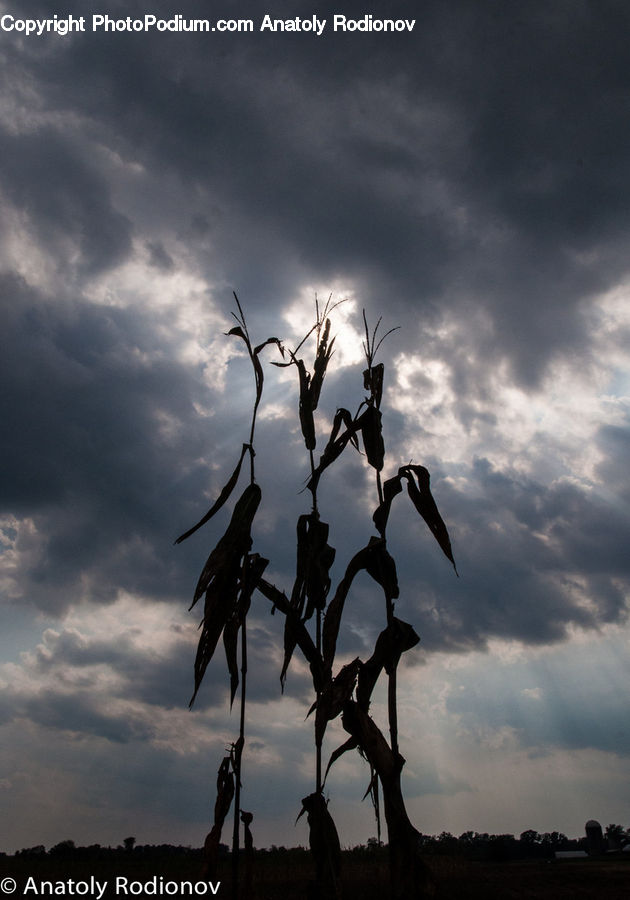 Plant, Tree, Bird, Blackbird, Crow, Silhouette, Azure Sky