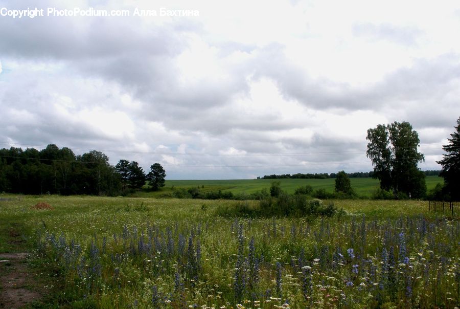 Field, Grass, Grassland, Land, Outdoors, Plant, Landscape