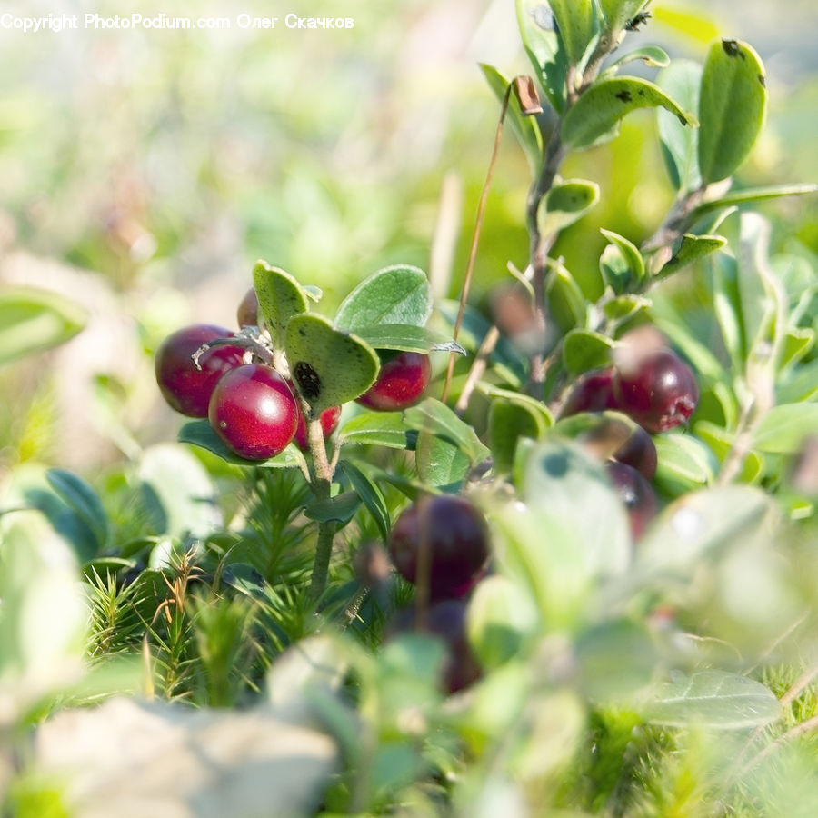 Fruit, Plum, Grapes, Cherry, Blossom, Flora, Flower