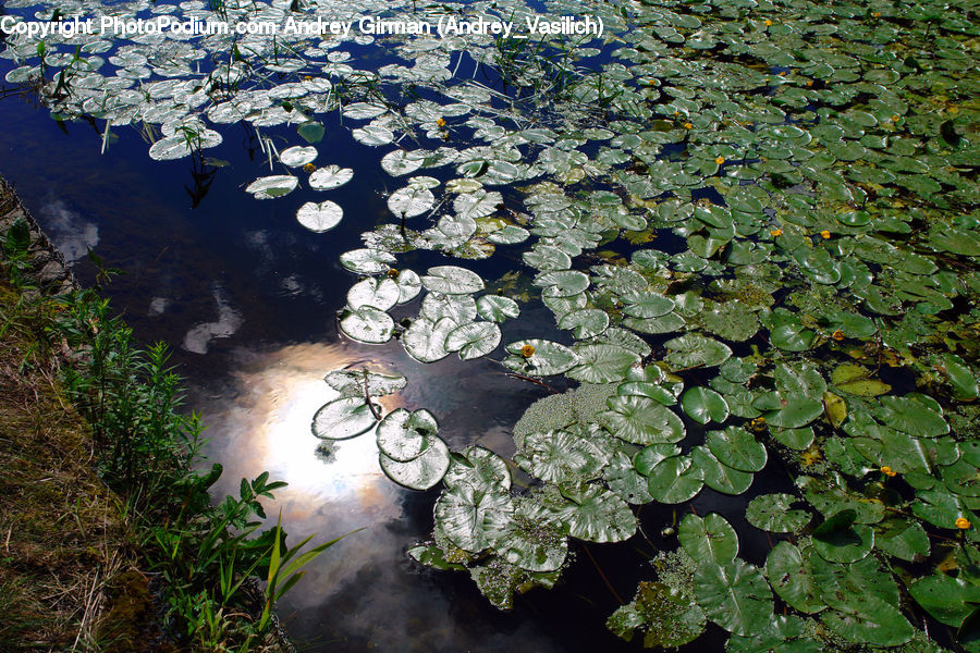 Outdoors, Pond, Water, Forest, Jungle, Rainforest, Vegetation