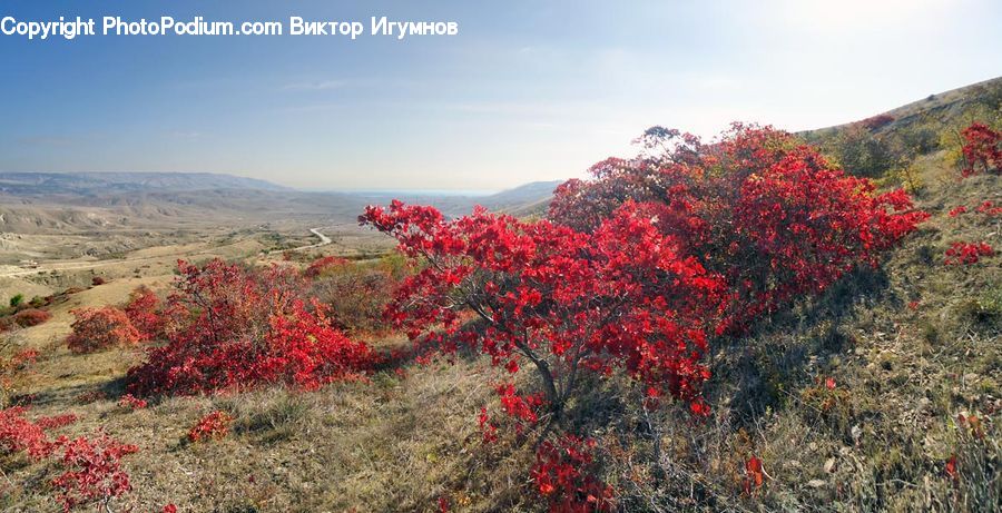 Bush, Plant, Vegetation, Blossom, Flora, Flower, Tree