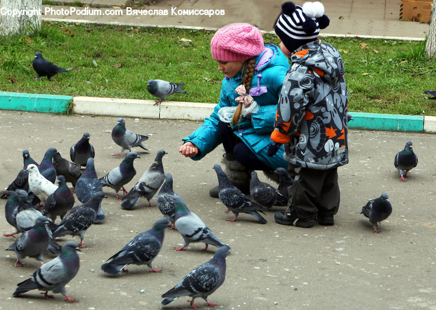 Bird, Pigeon, People, Person, Human, Dove, Crash Helmet