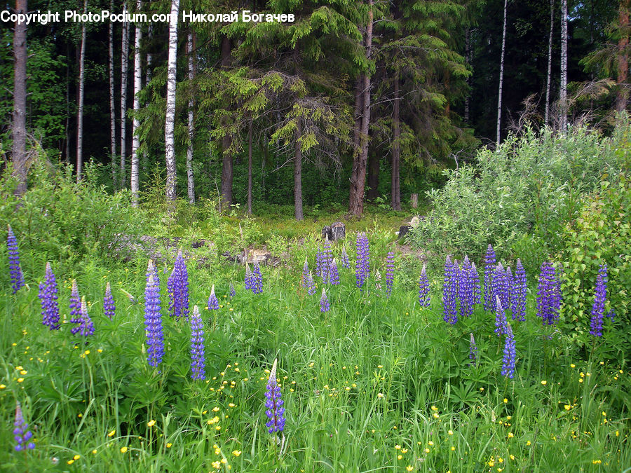 Forest, Grove, Land, Flower, Lupin, Plant, Herbal