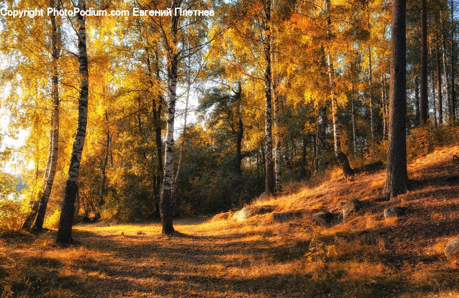 Forest, Vegetation, Dirt Road, Gravel, Road, Birch, Tree