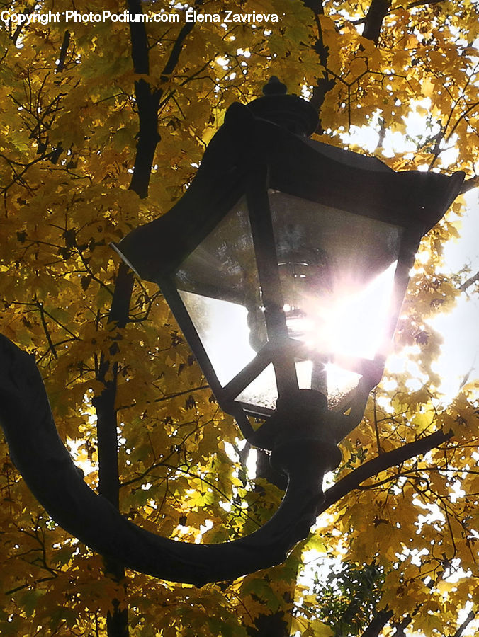 Flare, Light, Sunlight, Lamp Post, Pole