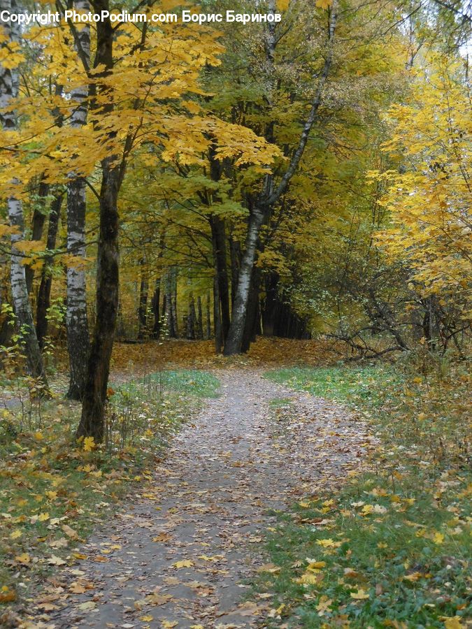 Conifer, Larch, Tree, Wood, Dirt Road, Gravel, Road