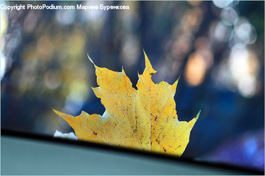 Maple, Maple Leaf, Plant, Tree, Wood, Leaf, Blossom