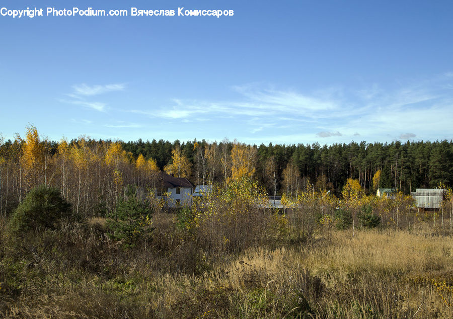 Conifer, Fir, Plant, Tree, Field, Grass, Grassland