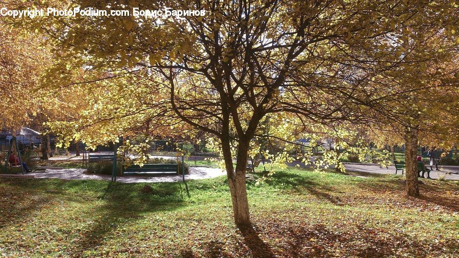 Blossom, Cherry Blossom, Flower, Flora, Plant, Park, Bench