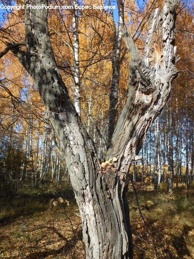 Birch, Tree, Wood, Oak, Sycamore, Tree Trunk, Plant