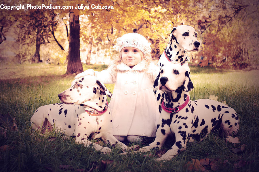 Animal, Canine, Dalmatian, Dog, Mammal, Pet, Plant