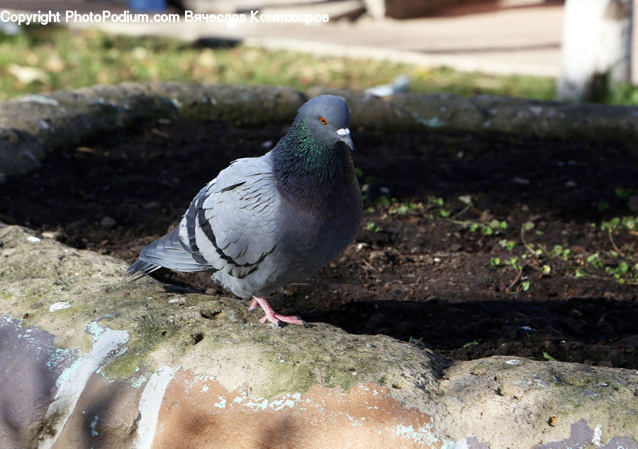 Bird, Pigeon, Dove, Soil, Water, Ground