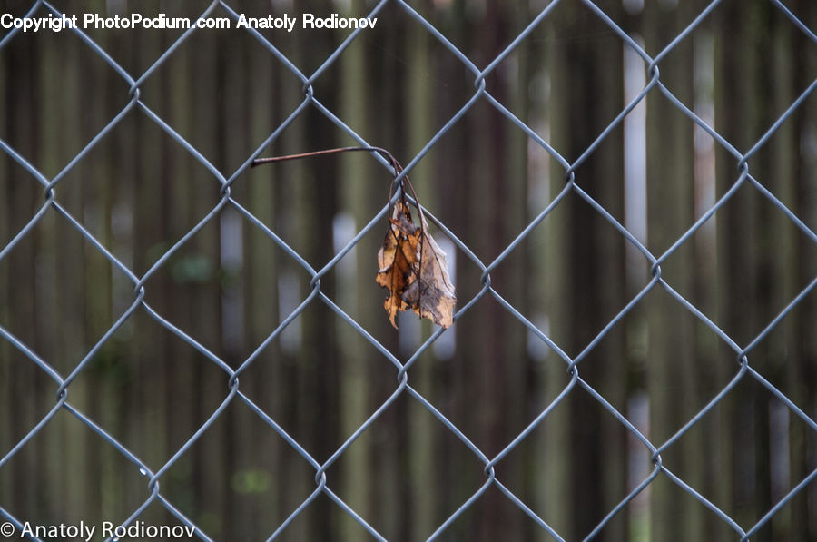 Arachnid, Garden Spider, Insect, Invertebrate, Spider, Butterfly, Moth