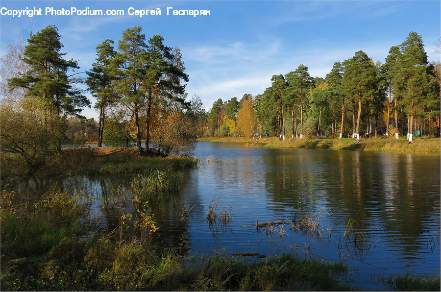 Lake, Outdoors, Water, Conifer, Fir, Plant, Tree