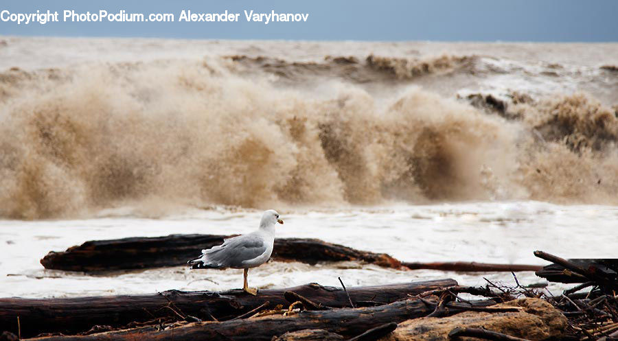 Bird, Seagull, Beach, Coast, Outdoors, Sea, Water