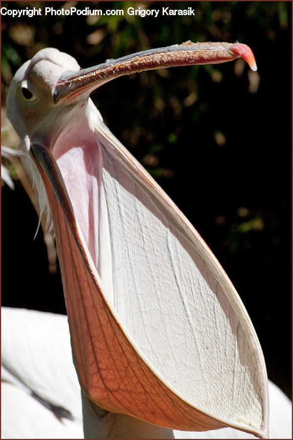 Beak, Bird, Pelican
