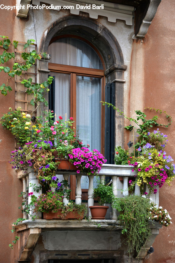 Balcony, Ivy, Plant, Vine, Bonsai, Potted Plant, Tree