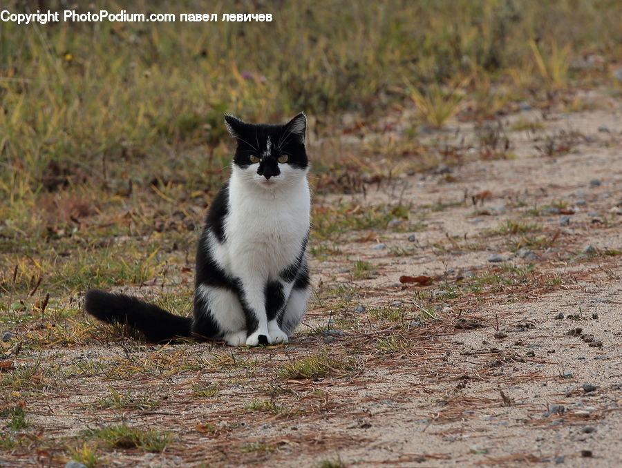 Animal, Cat, Mammal, Manx, Pet