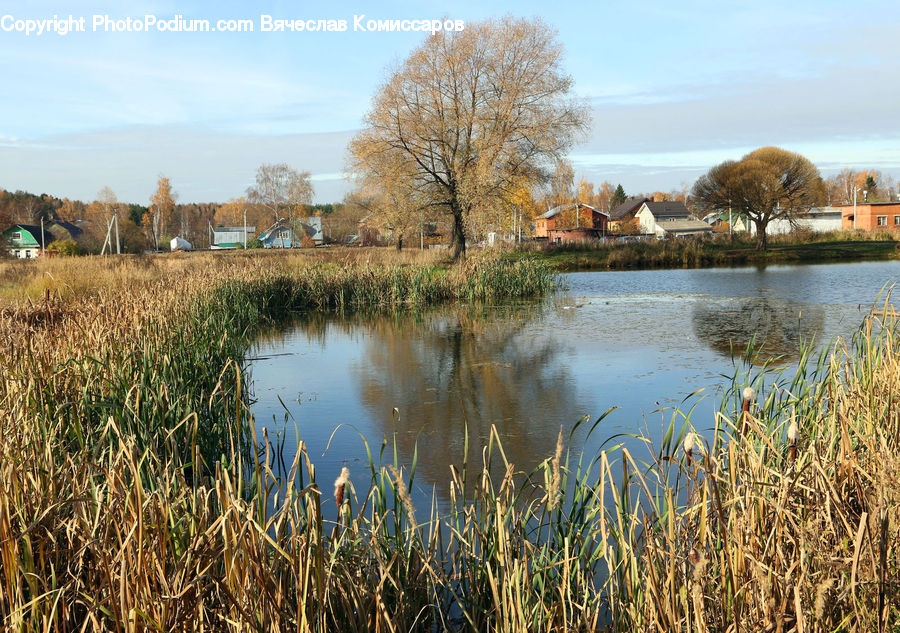 Outdoors, Pond, Water, Field, Grass, Grassland, Plant