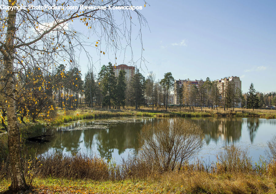 Outdoors, Pond, Water, Field, Grass, Grassland, Plant