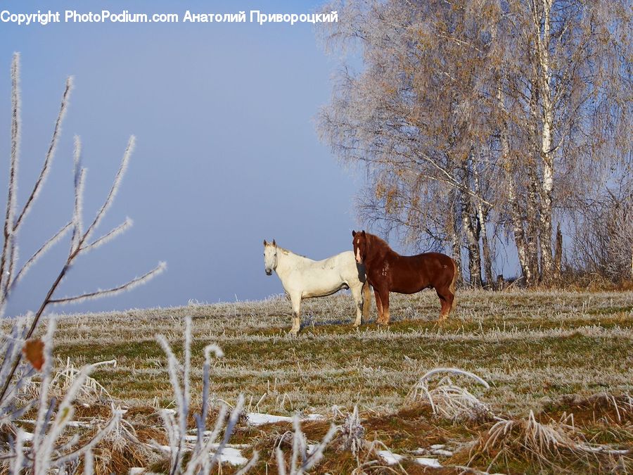 Animal, Horse, Mammal, Colt Horse, Foal, Frost, Ice