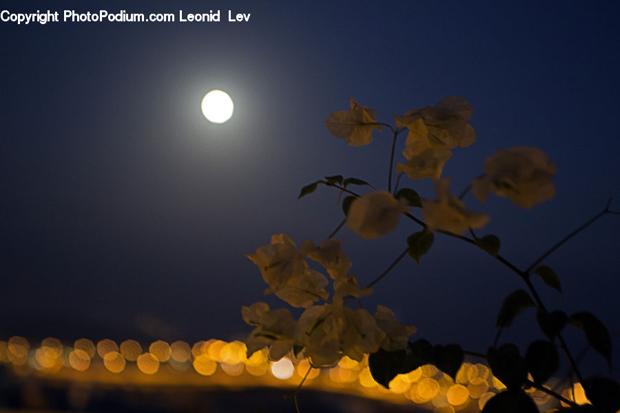 Flare, Light, Sunlight, Plant, Potted Plant, Astronomy, Full Moon