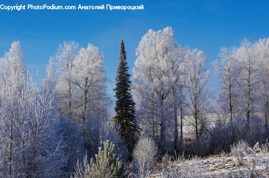 Frost, Ice, Outdoors, Snow, Conifer, Fir, Plant