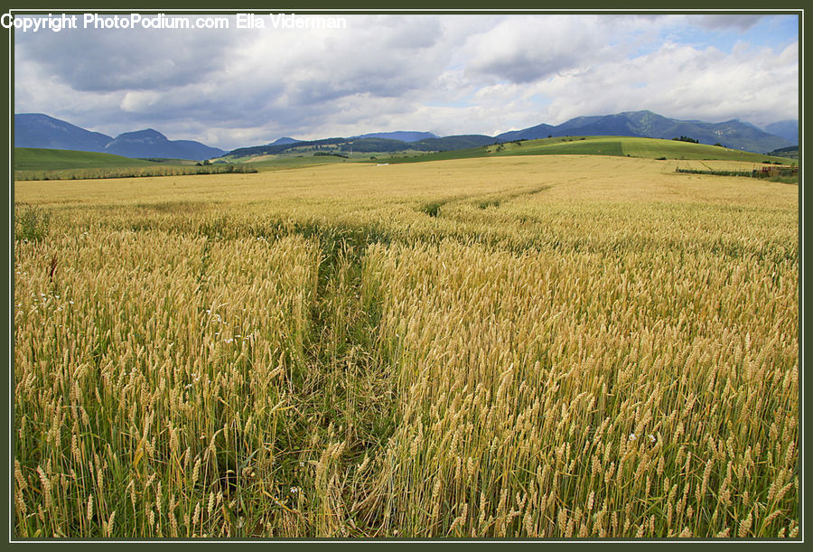 Grain, Grass, Plant, Wheat, Field, Grassland, Land