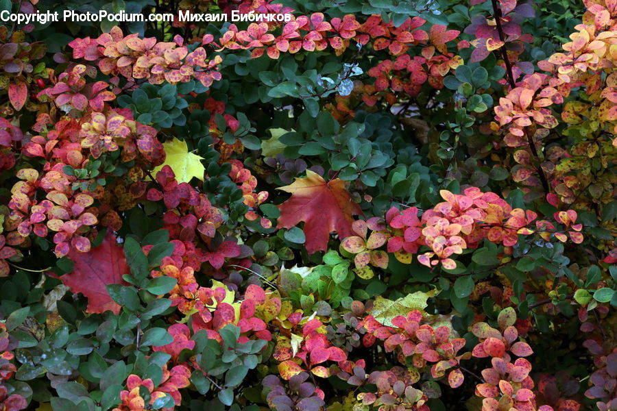 Blossom, Flora, Flower, Plant, Geranium, Bush, Vegetation