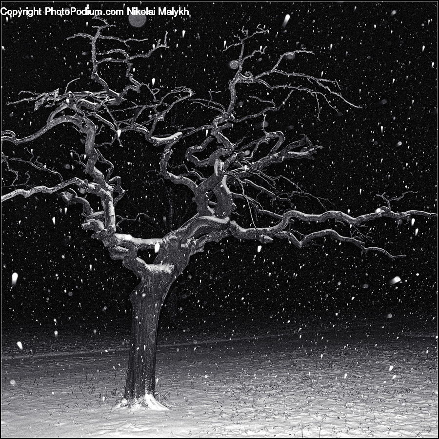 Asphalt, Tarmac, Ice, Outdoors, Snow, Plant, Tree