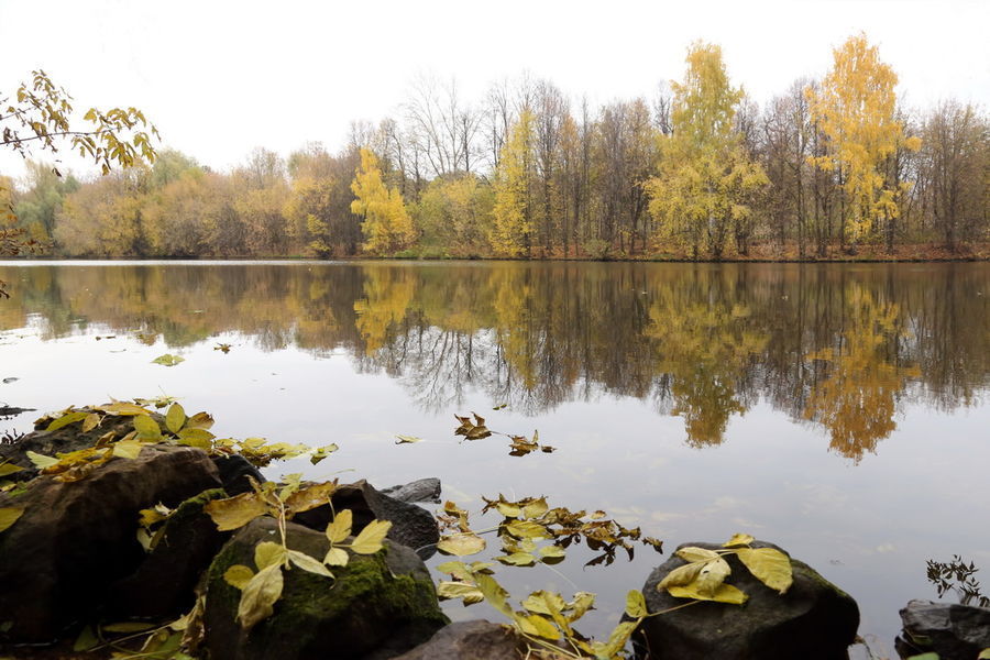 Outdoors, Pond, Water, Land, Marsh, Swamp, Oak