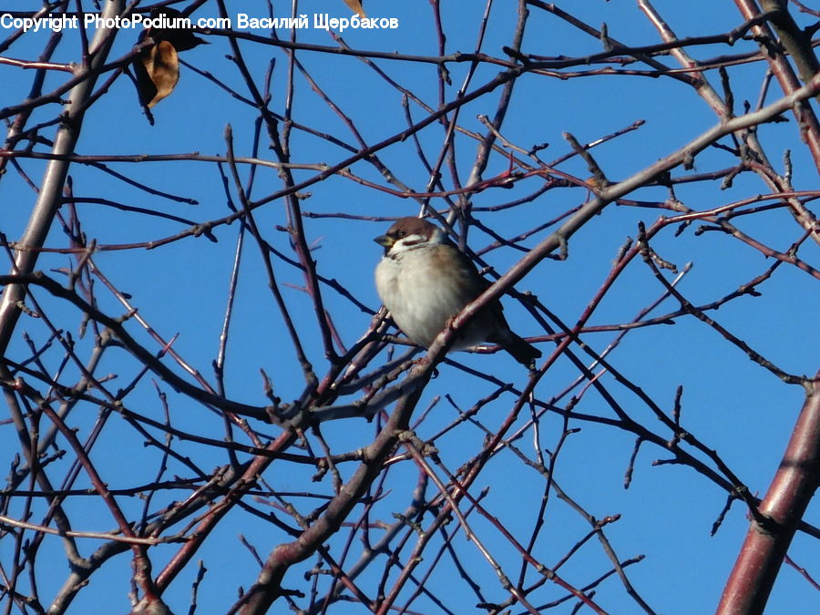 Bird, Sparrow, Blue Jay, Bluebird, Jay, Finch, Accipiter