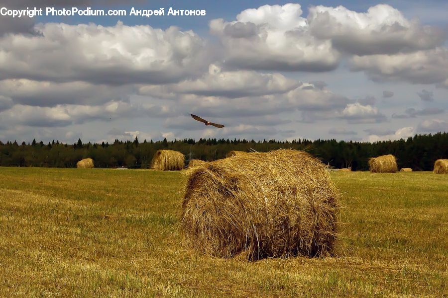 Countryside, Hay, Straw, Grain, Grass, Plant, Wheat