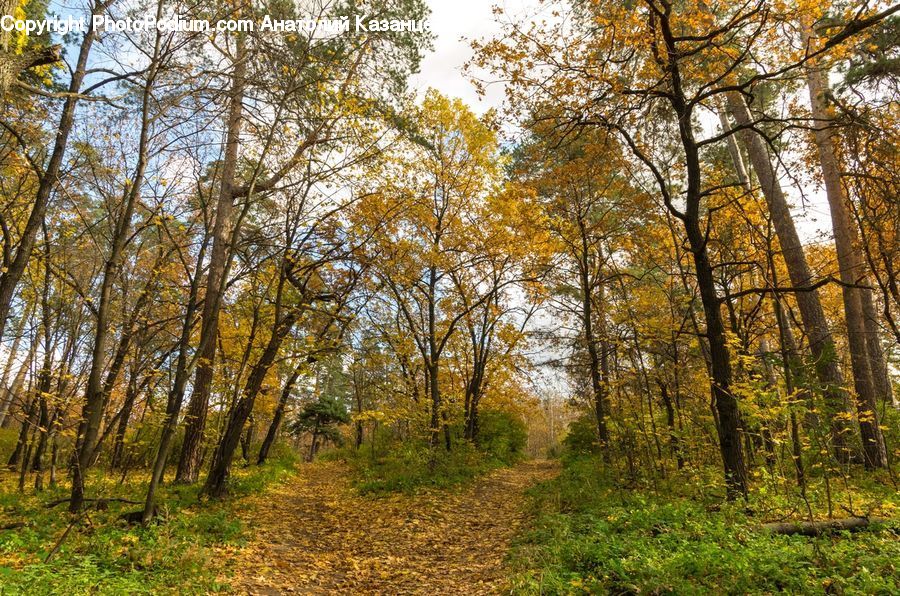 Forest, Vegetation, Dirt Road, Gravel, Road, Grove, Land