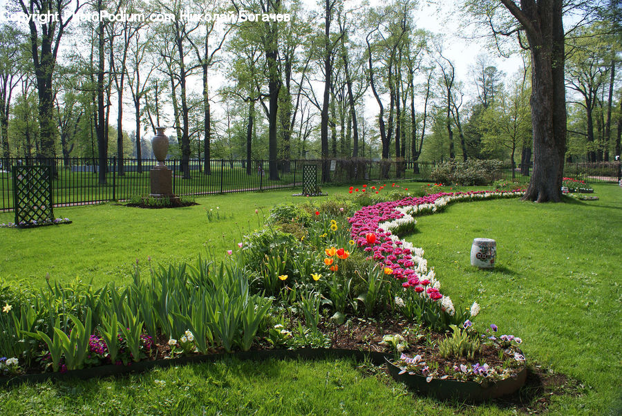 Yard, Blossom, Flora, Flower, Plant, Tulip, Garden