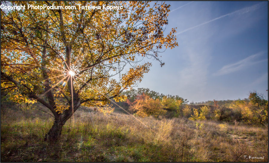 Field, Grass, Grassland, Land, Outdoors, Plant, Tree