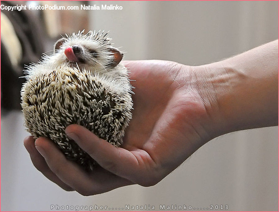 Animal, Hedgehog, Mammal, Porcupine, Rodent, Finger, Hand