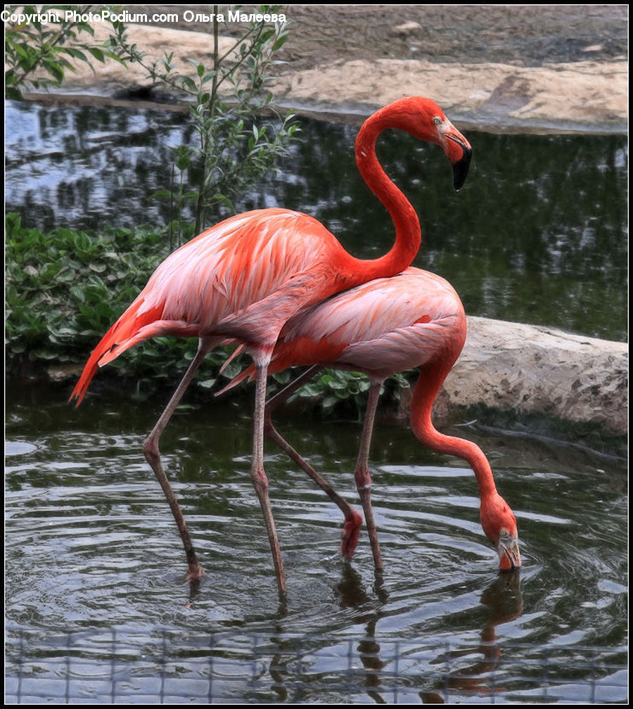 Bird, Flamingo, Flock